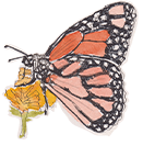insect6